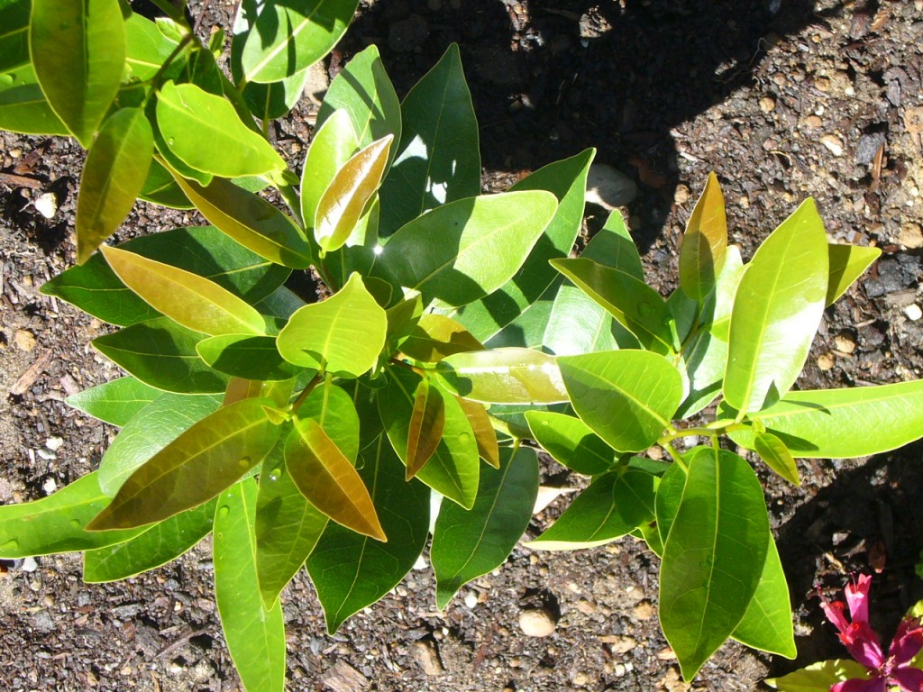 Umbellularia Californica (Oregon Myrtle)