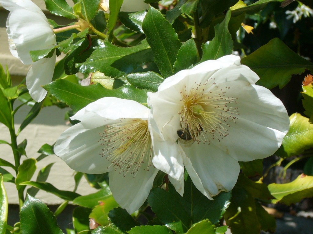 Eucryphia x Nymansay in bloom with bee visitor