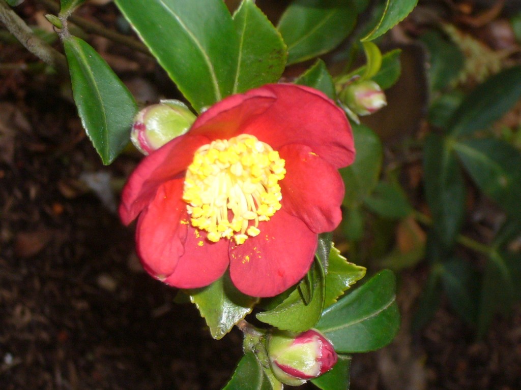 Camellia Sasanqua "Yuletide"