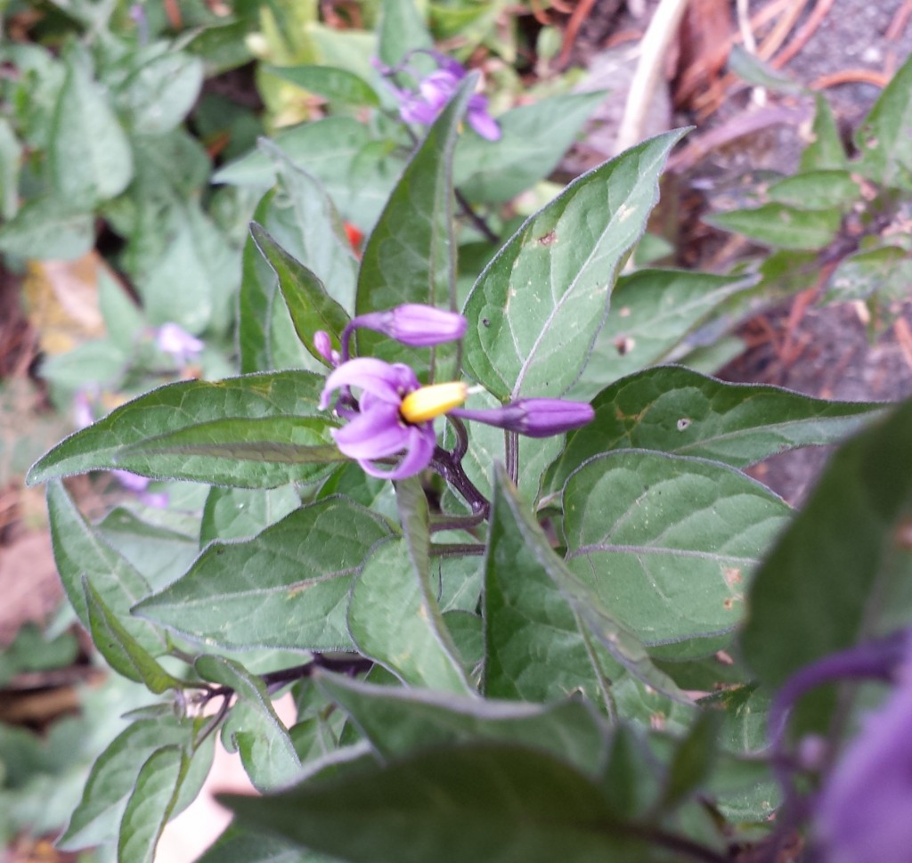 Deadly Nightshade Atropa Belladonna Fresh By Northwest