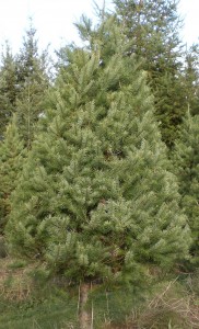 Douglas Fir at Carnation Tree Farm