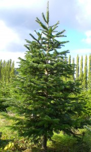 Noble Fir at Carnation Tree Farm