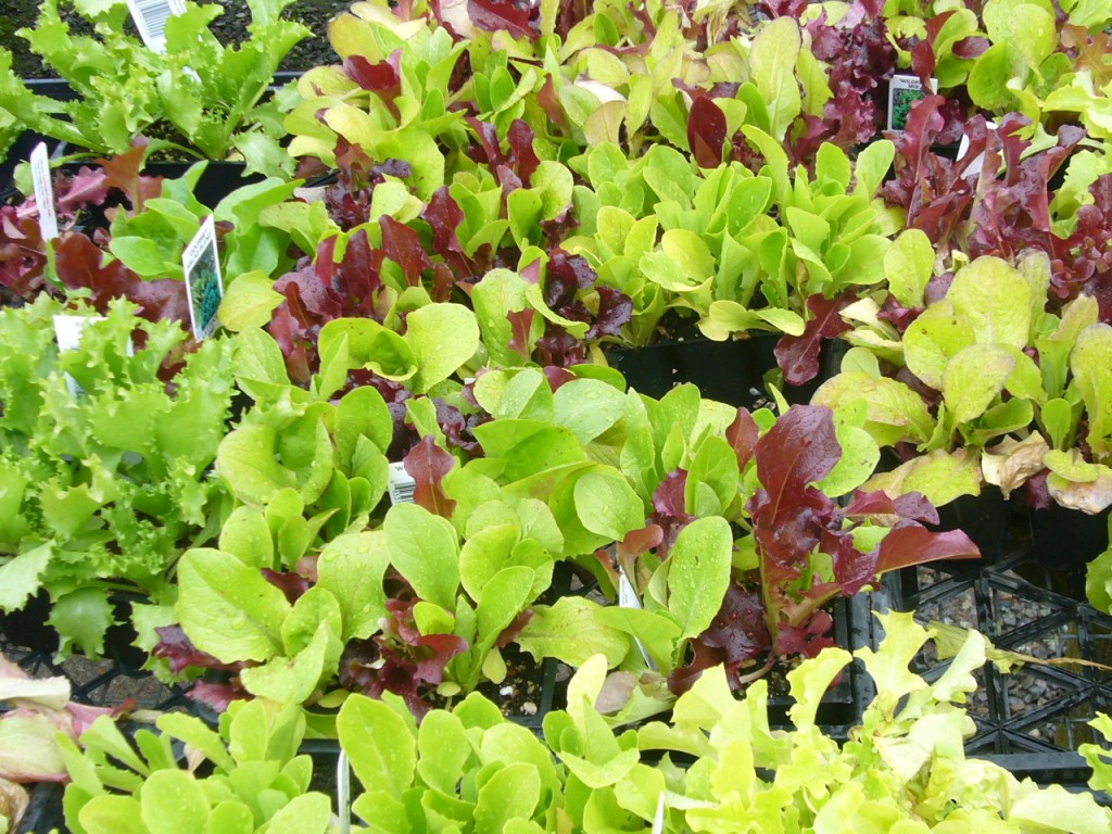It's easy to grow your own lettuce