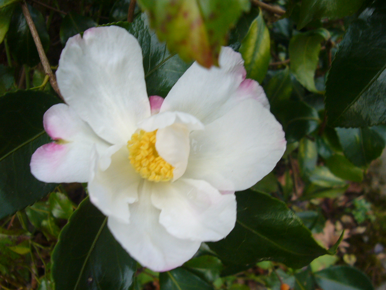 Camellia sasanqua Apple Blossom