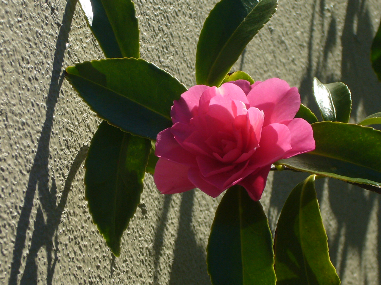 Camellia Sasanqua Shi Shi Gashira in Bloom January 2012