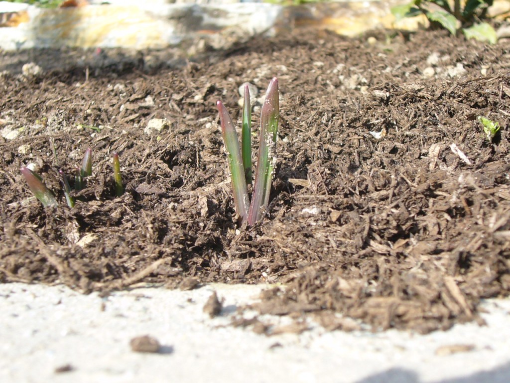 Dichelostemma ida-maia just pushing up through the earth in February