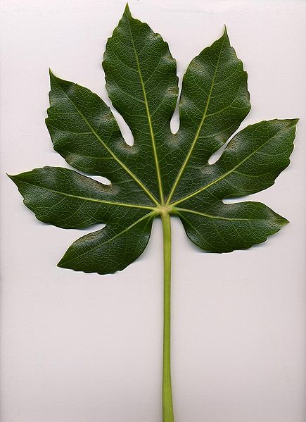 Fatsia japonica leaf. Image from Wikipedia.