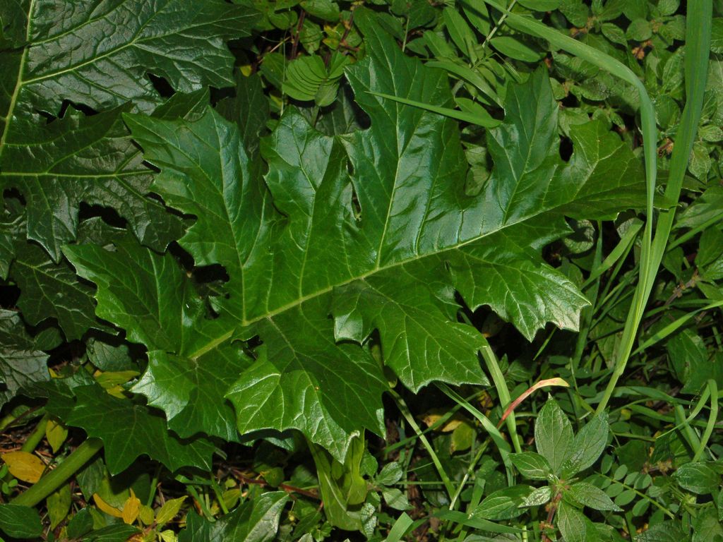 Acanthus Mollus leaf. Photo from Wikipedia.