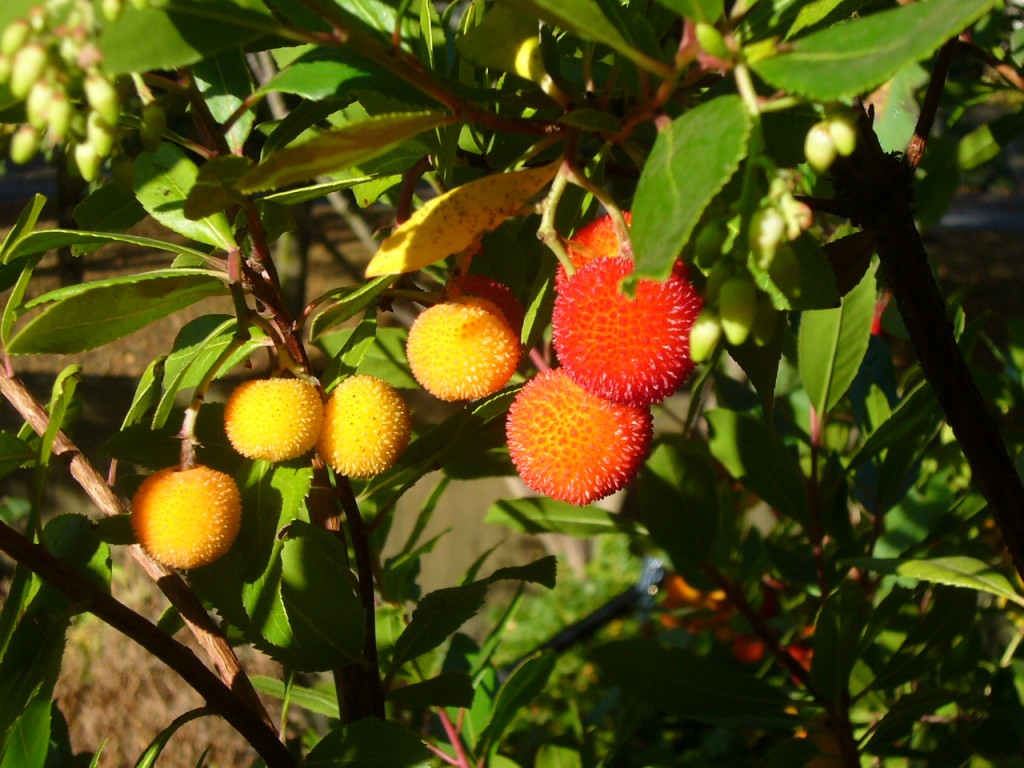 Arbutus unedo or Strawberry bush 