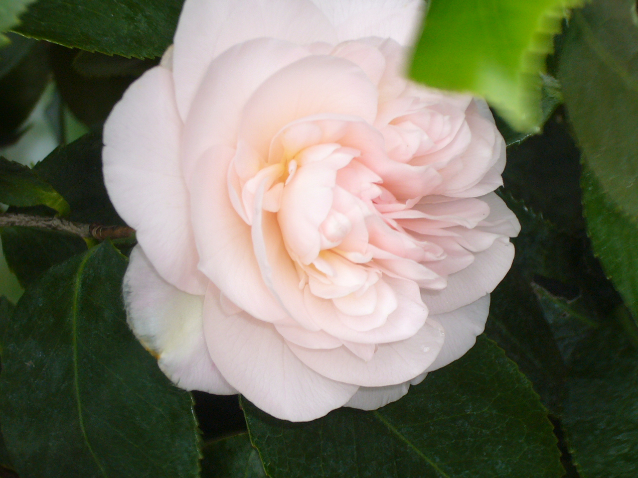 Camellia japonica "Debutante"