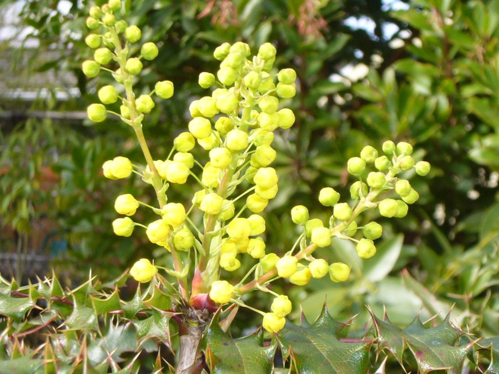 Flower buds of Oregon grape or Mahonia aquifolia