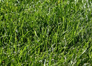 green_grass