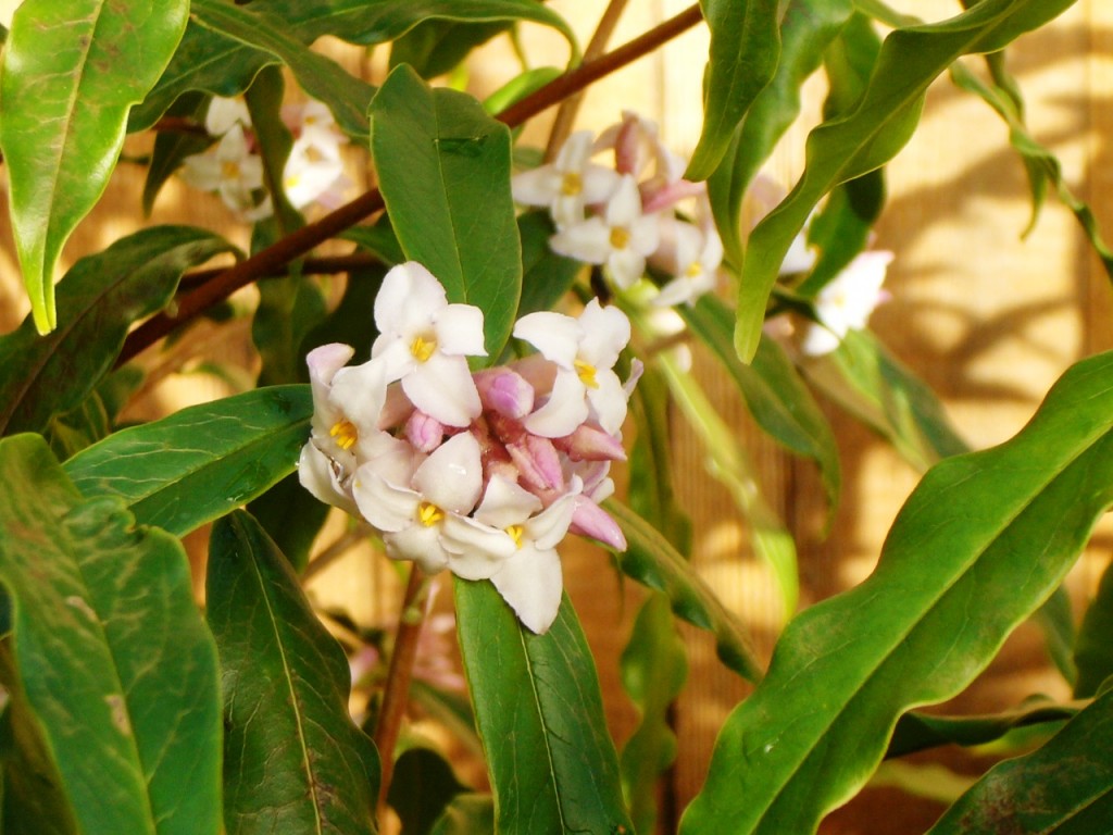 Daphne bholua Jacqueline Postill closeup