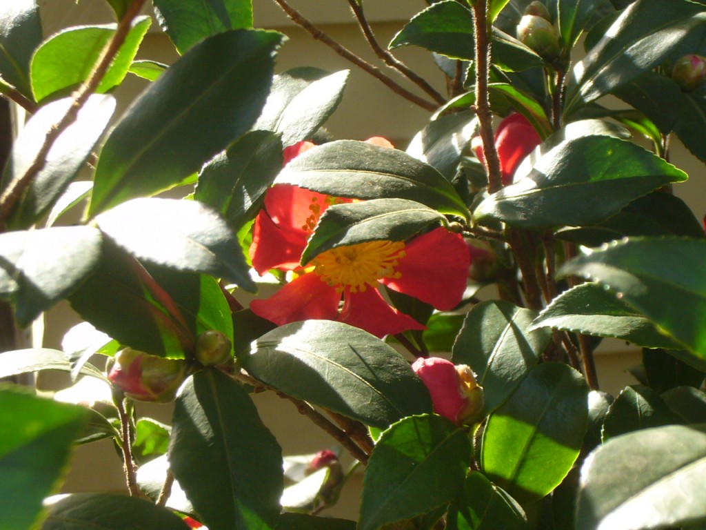 Yuletide Camellia closeup 1