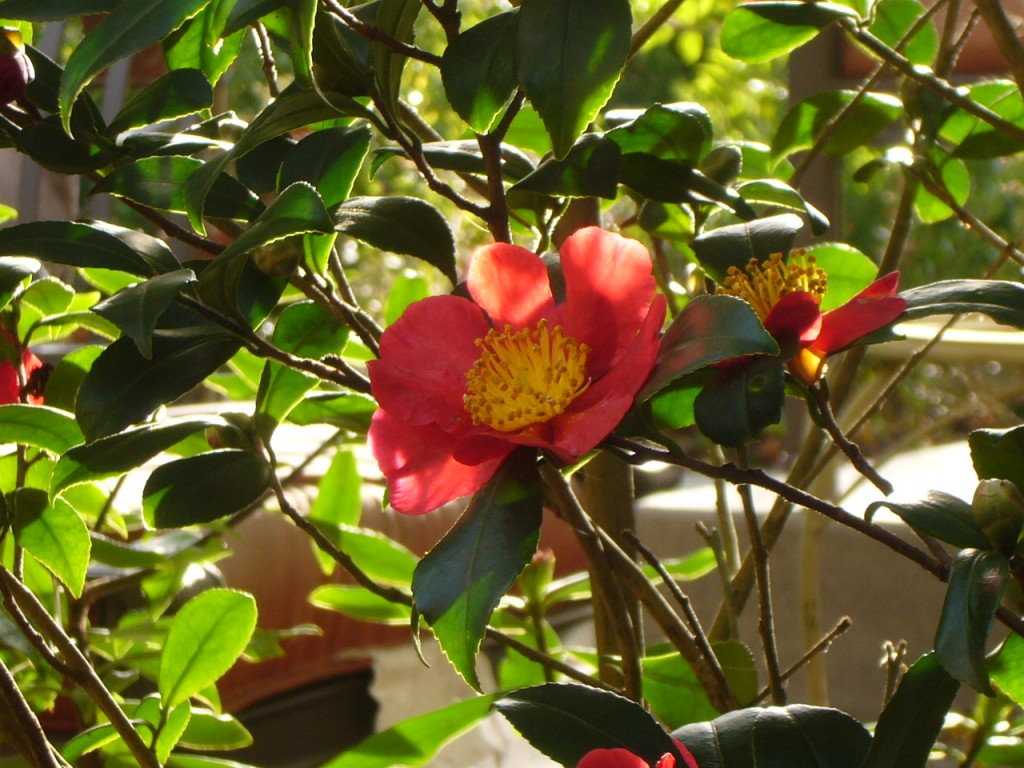 Yuletide Camellia closeup 2