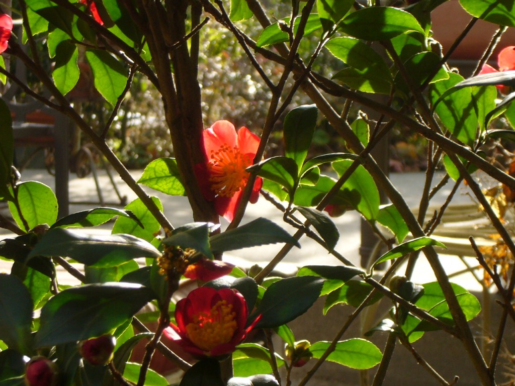 Yuletide Camellia in the sun