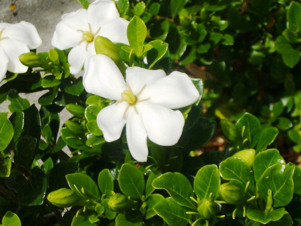 Gardenia closeup 2014