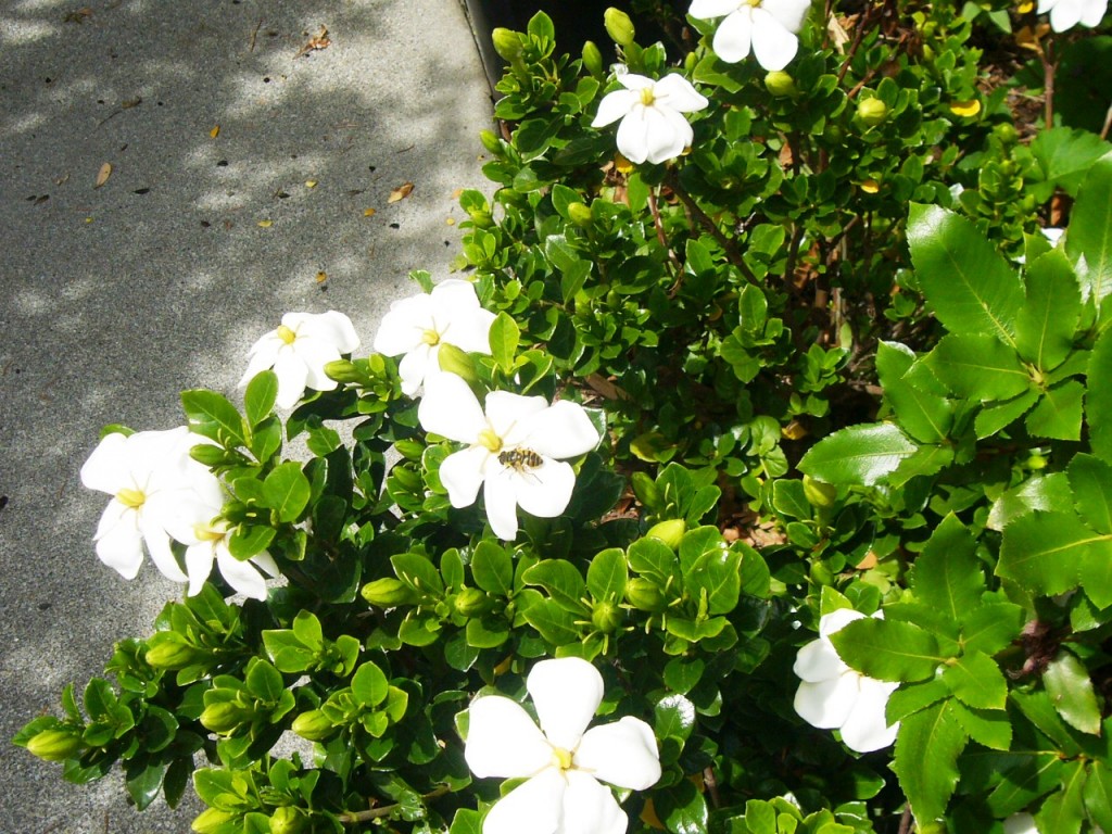 Gardenia hedge 2014