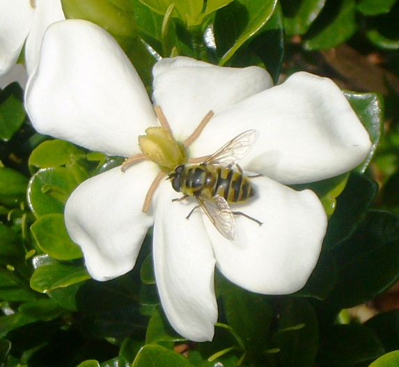 Gardenia jasminoides "Kleim's Hardy"