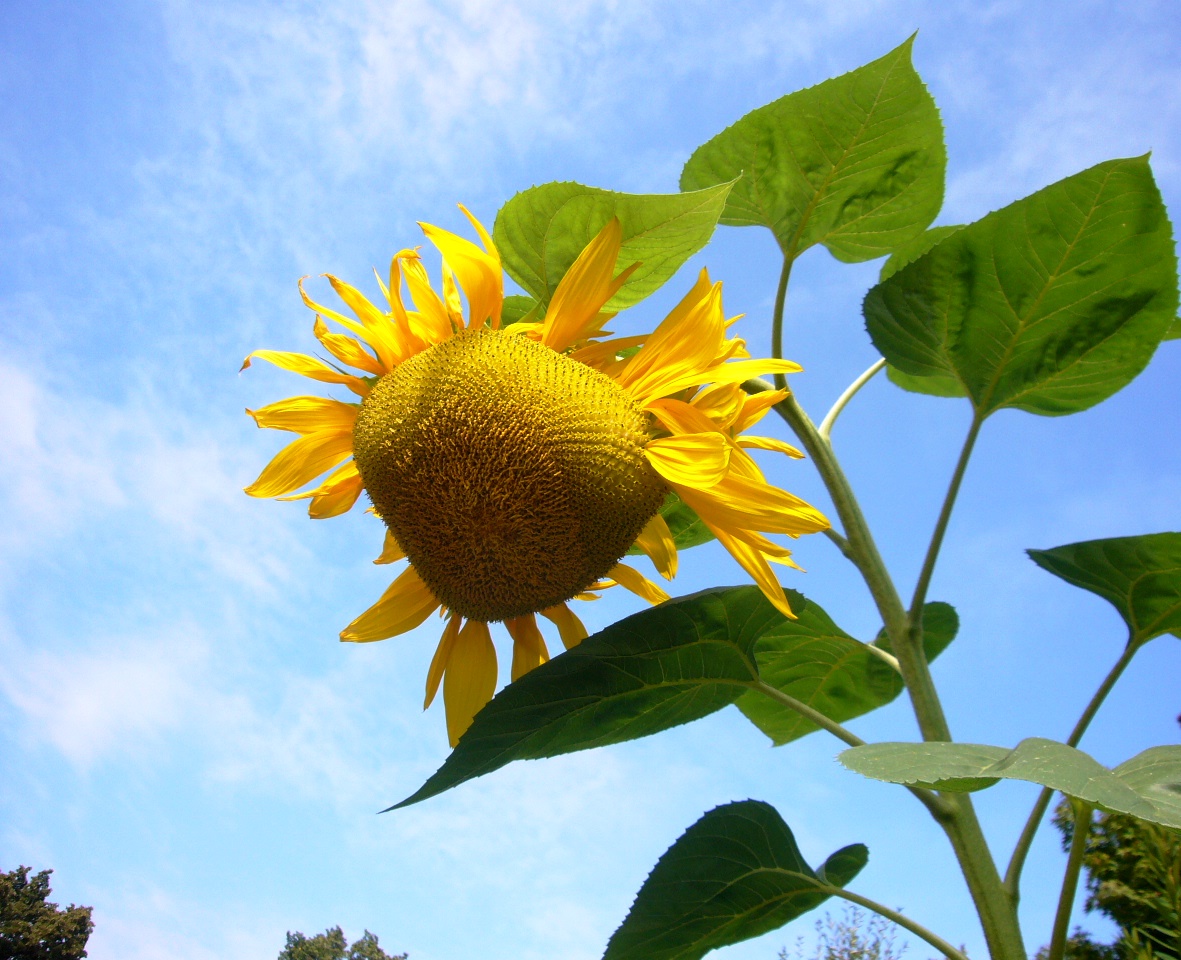 sunflower sky