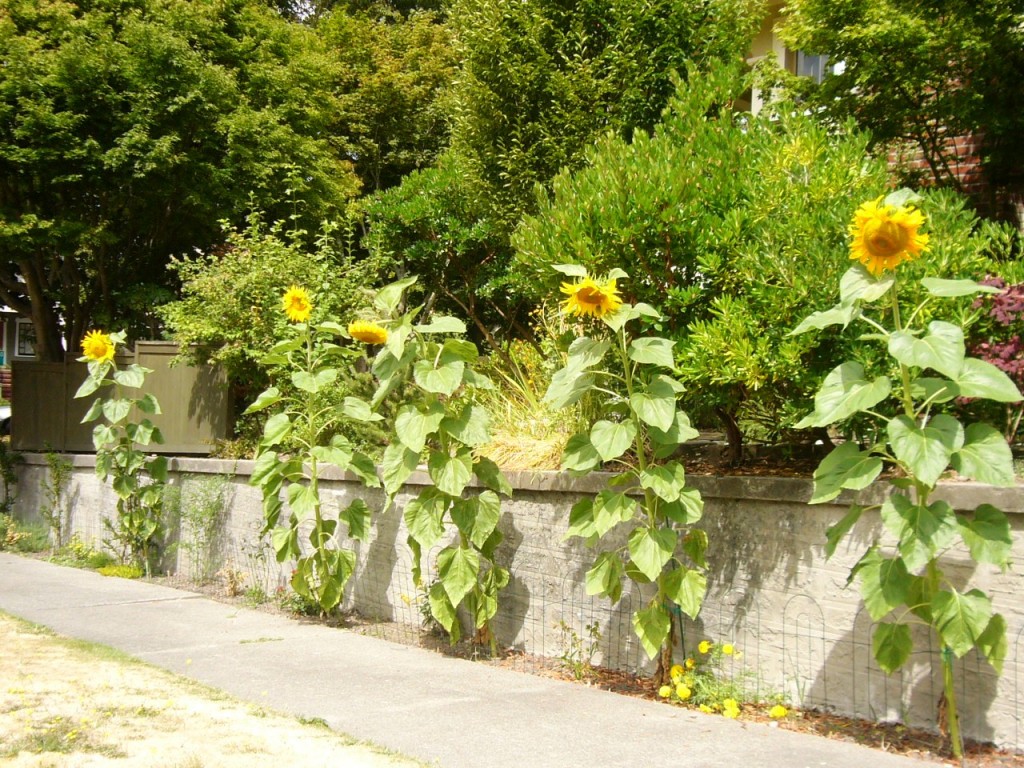 Sunflowers on the south side. There are 9 of them.