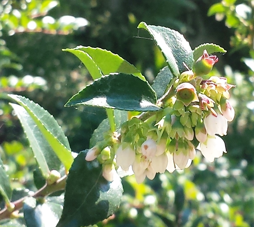 Blooms and berries of Vaccinium Ovatum