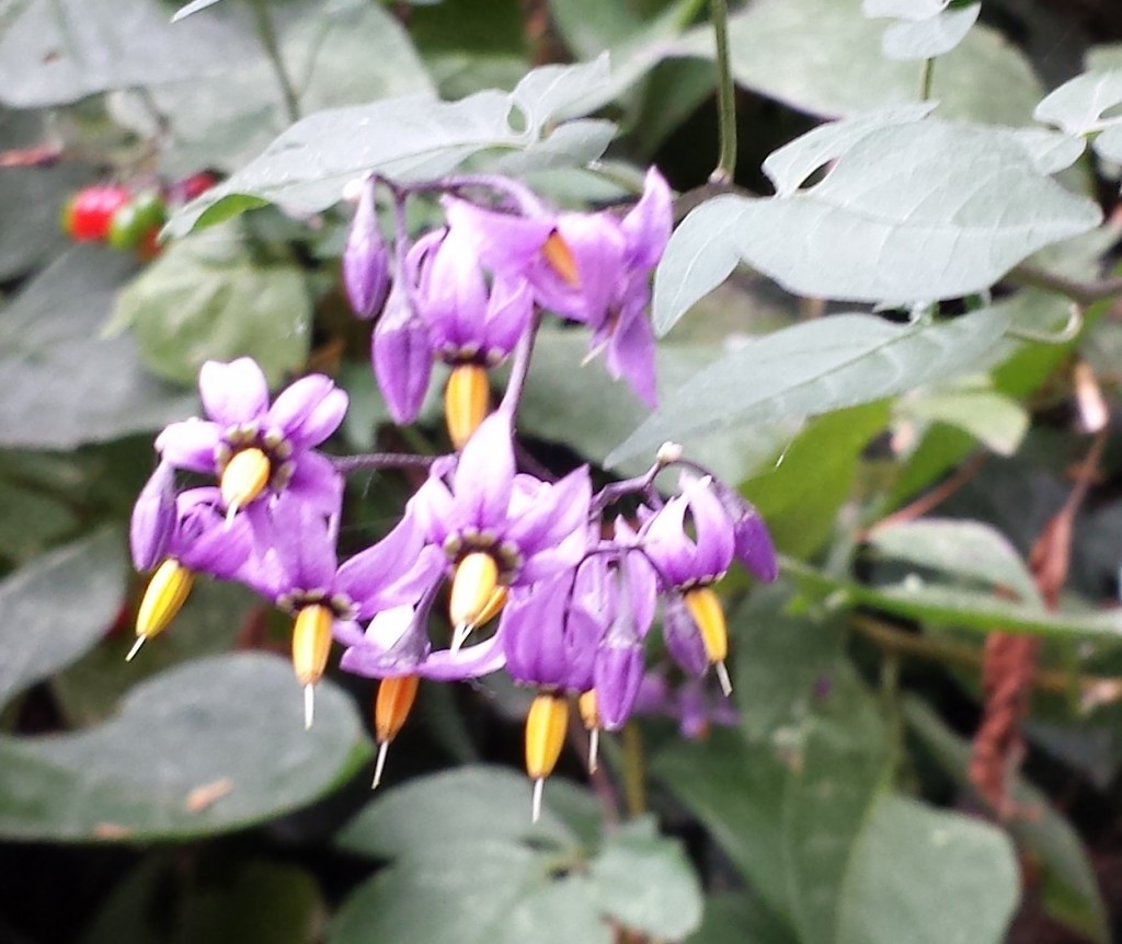 Atropa Belladonna Flower