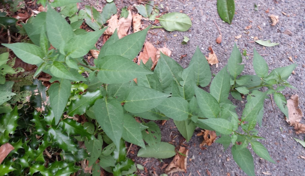 Deadly nightshade without blooms and berries