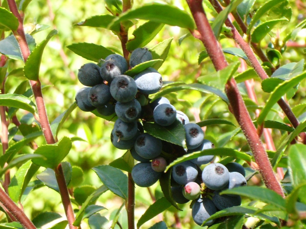 vaccinium ovatum with berries 6