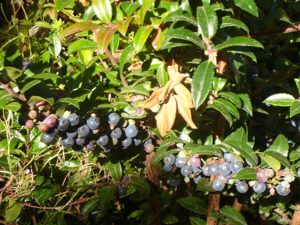 vaccinium ovatum with berries3