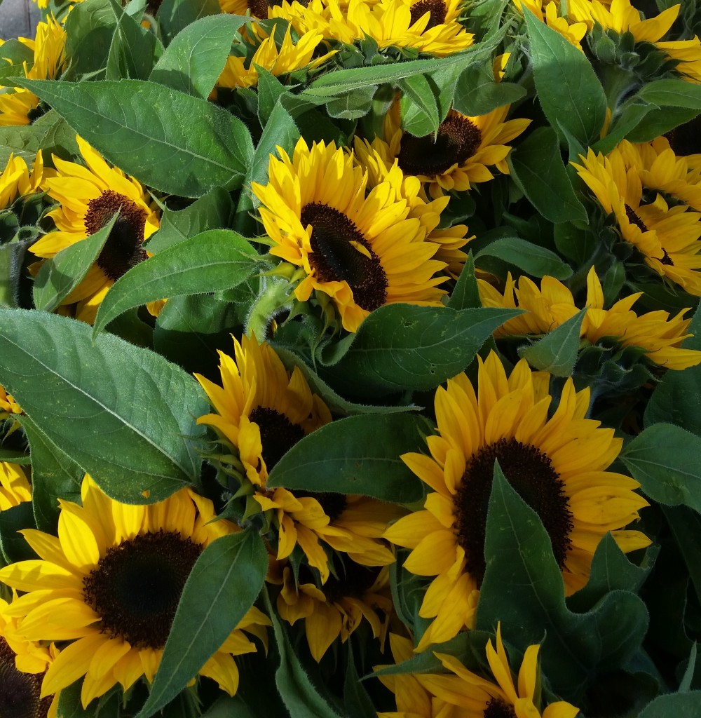 SLU Sunflowers 2