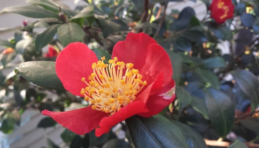 camellia sasanqua yuleide