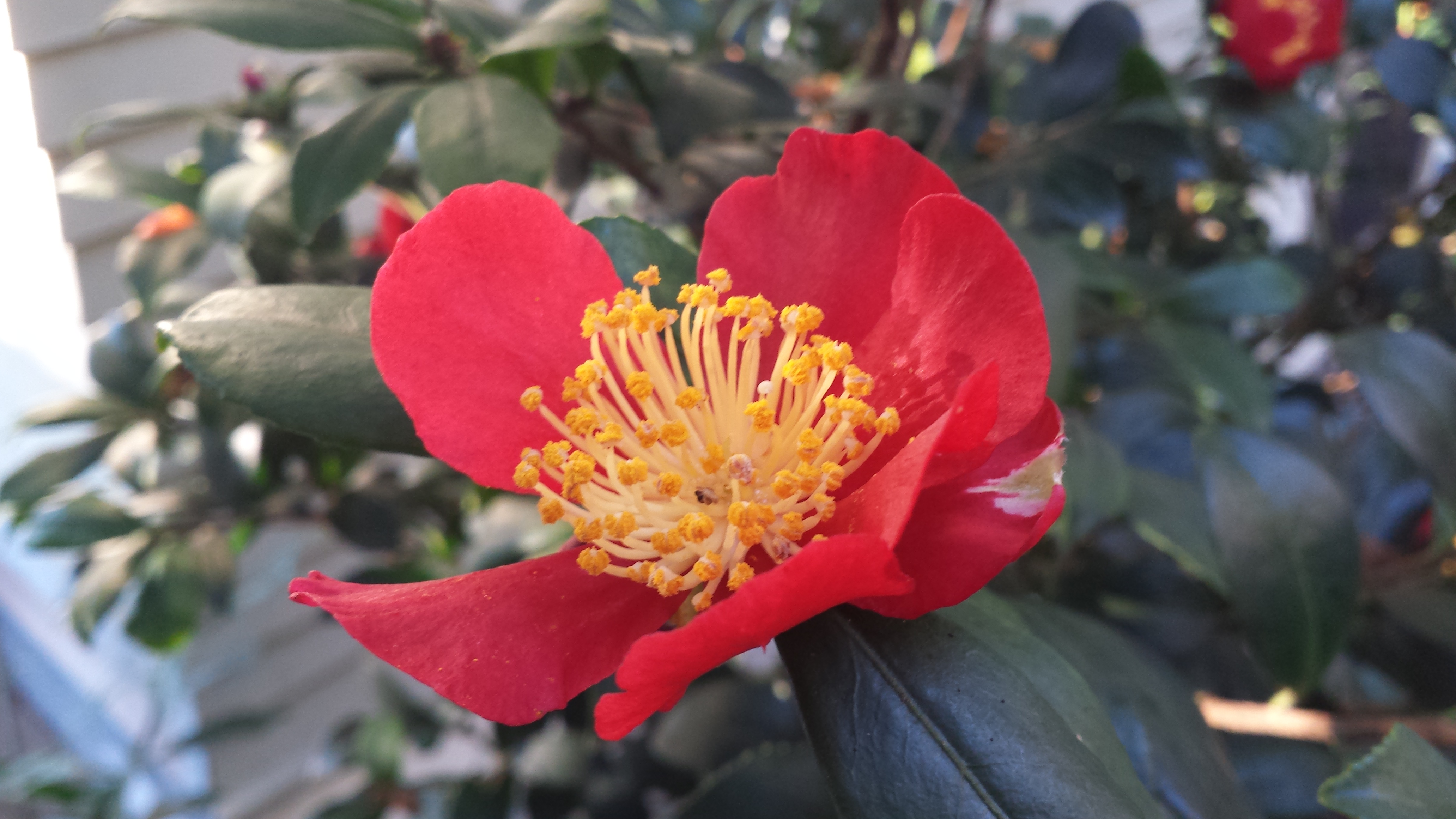 camellia sasanqua yuletide 3