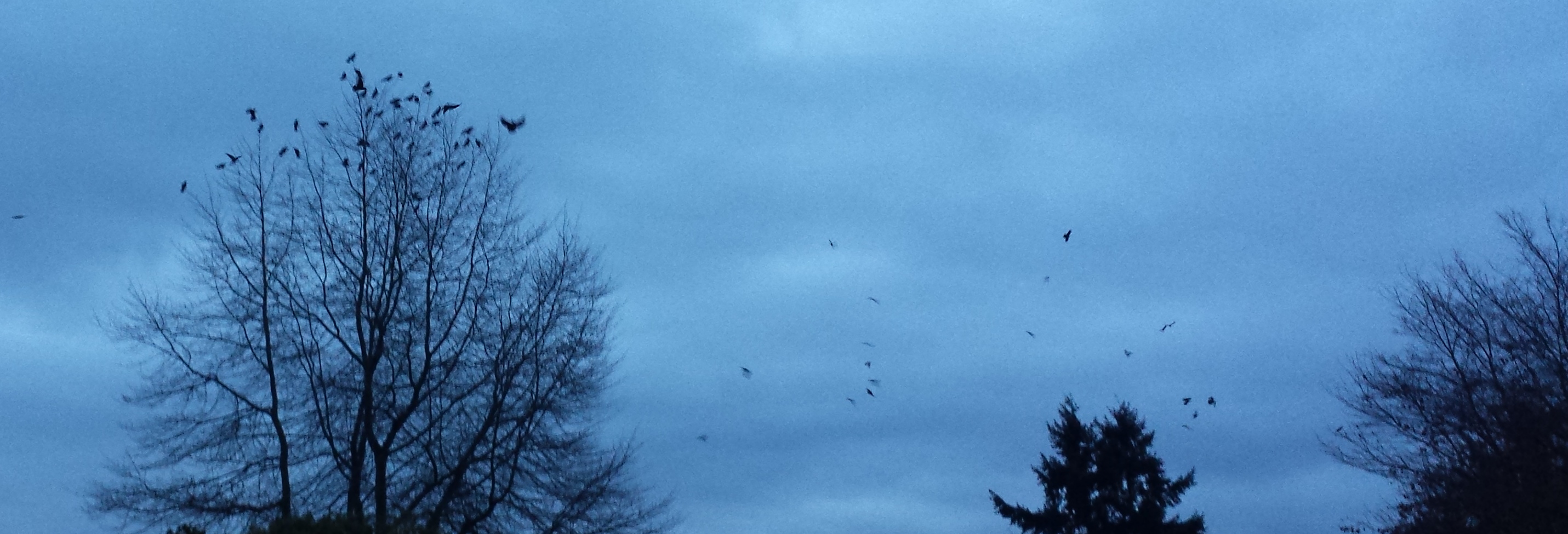morning crows 2