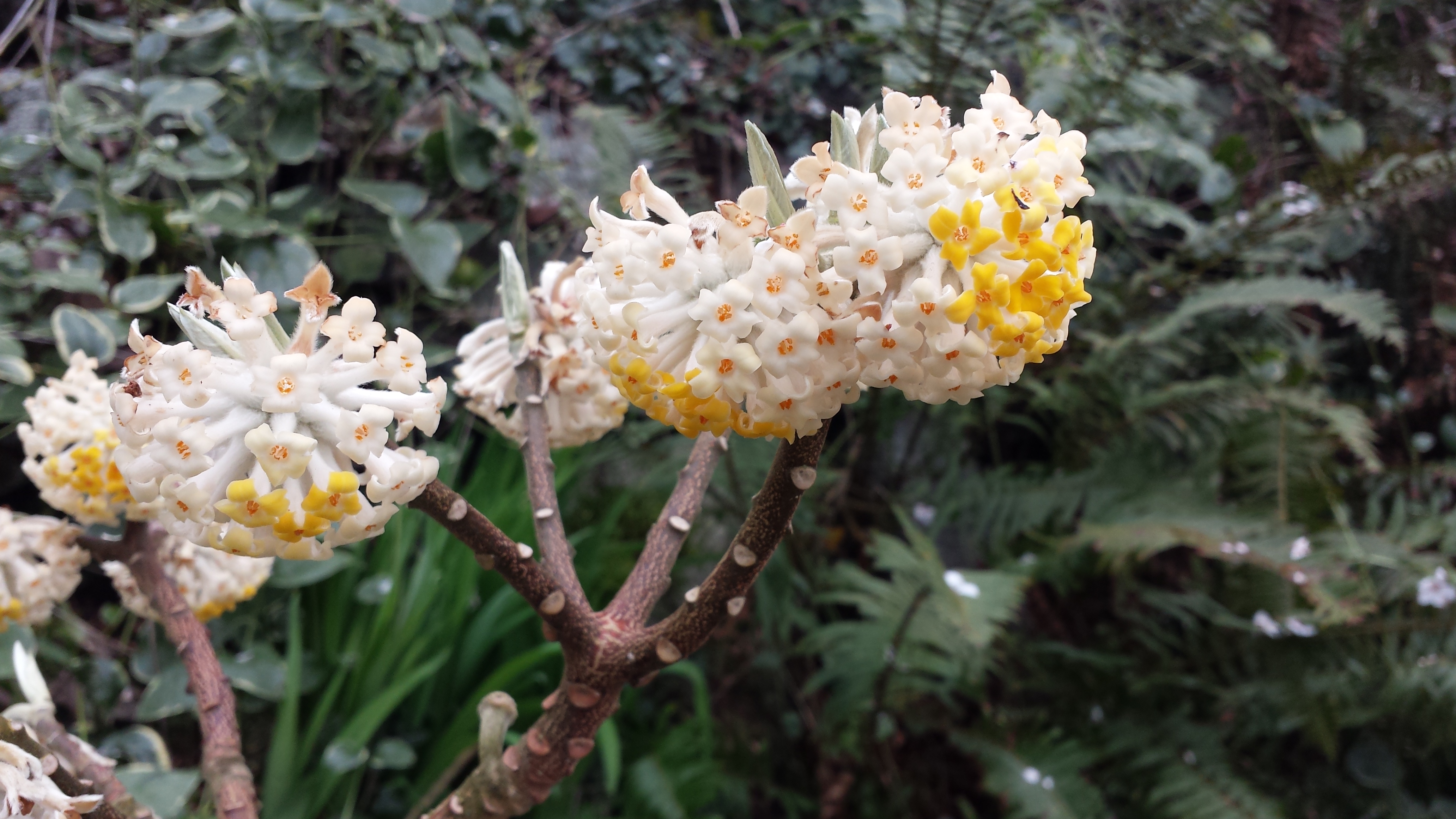 Edgworthia chrysantha closeup 2