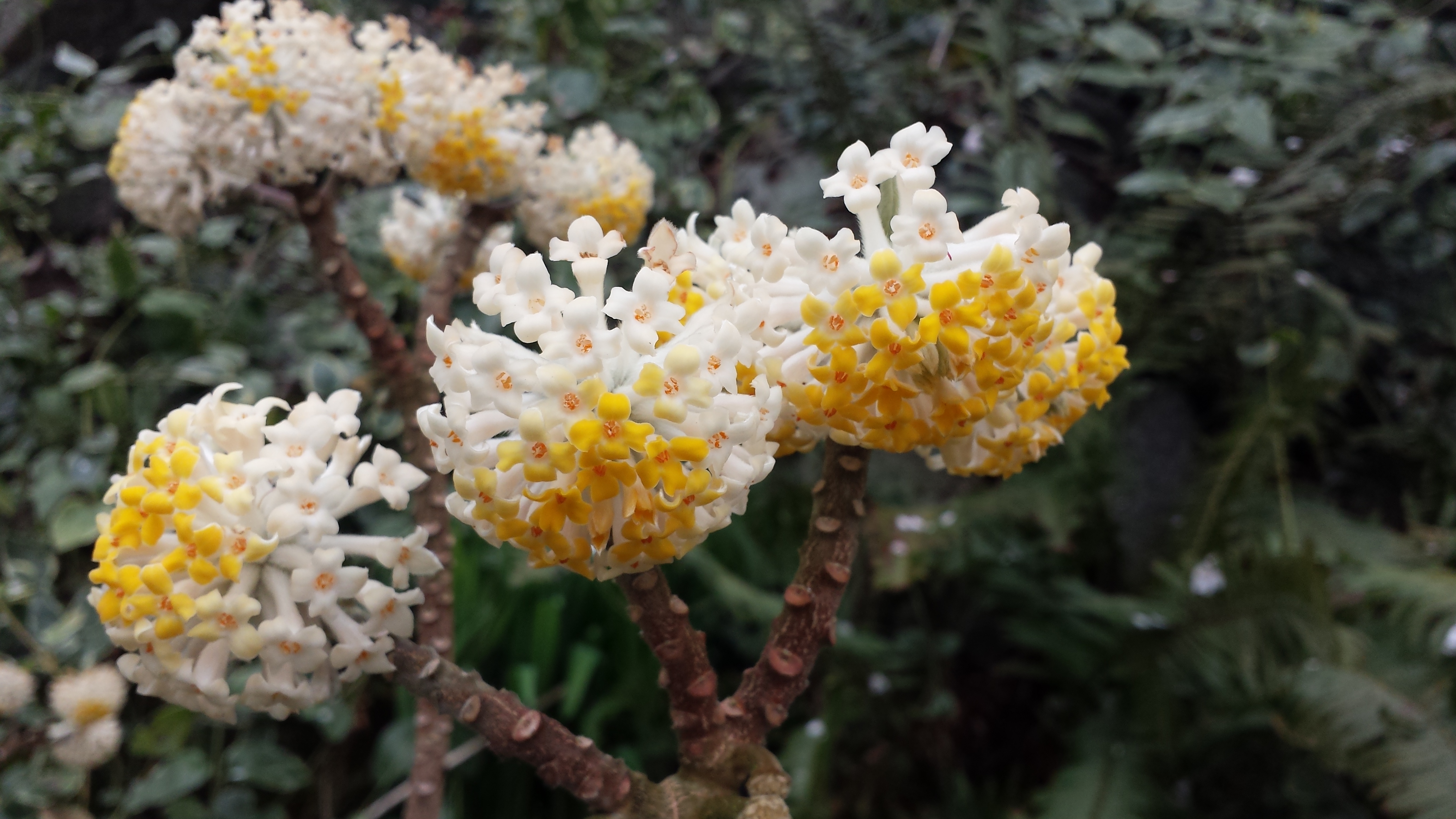 Edgworthia chrysantha closeup