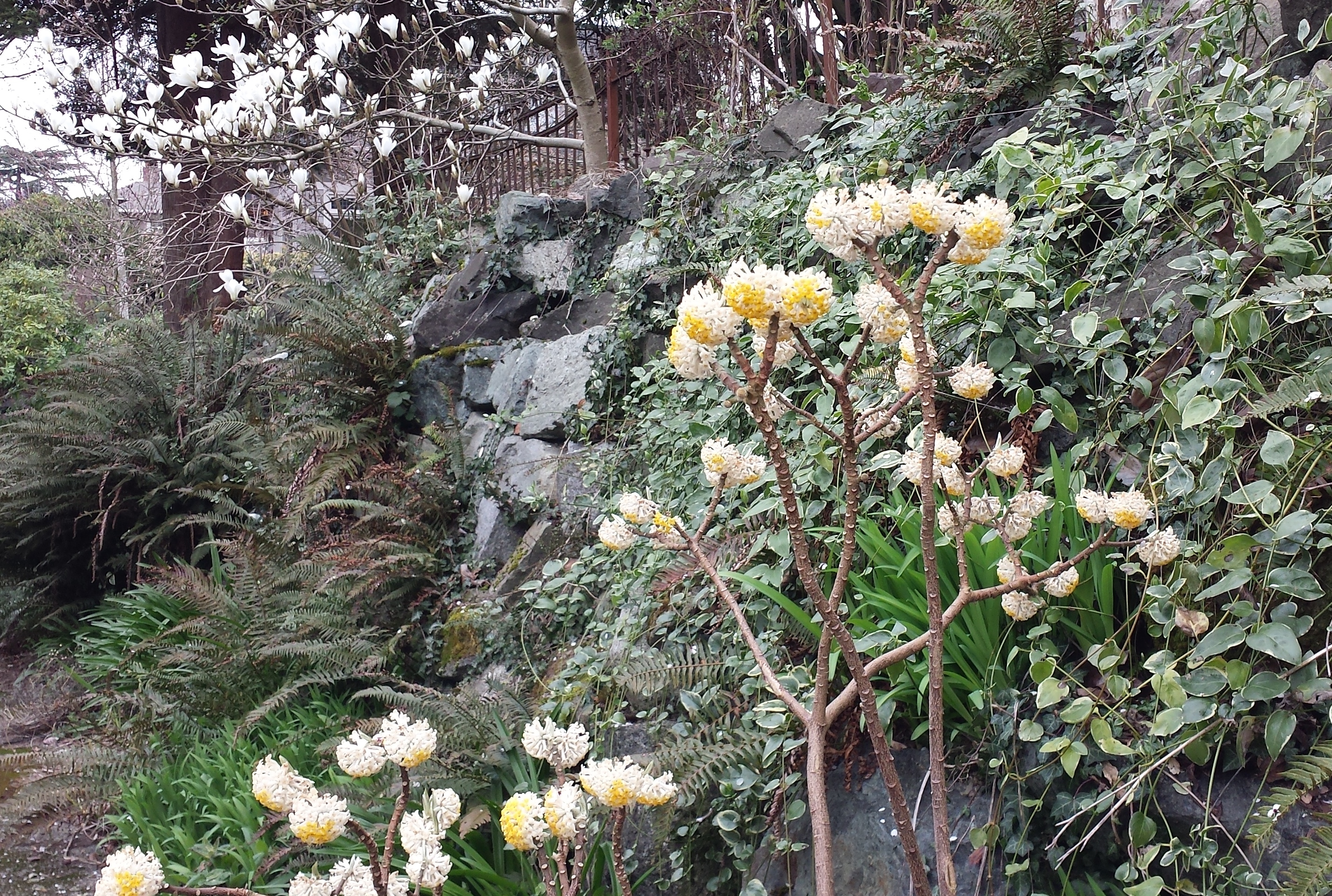 Edgworthia chrysantha wide