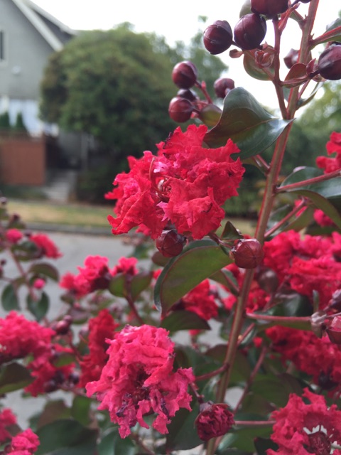 Dynamite crapemyrtle blooms 1