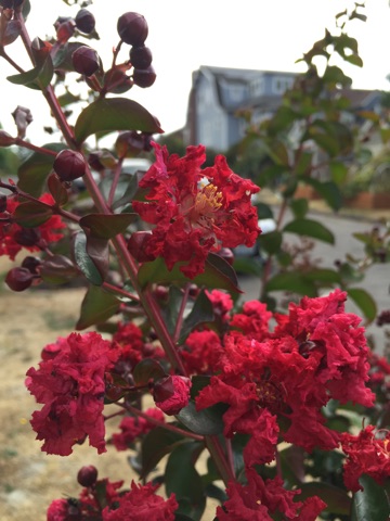 Dynamite crapemyrtle blooms 2