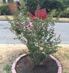 Dynamite crapemyrtle featured