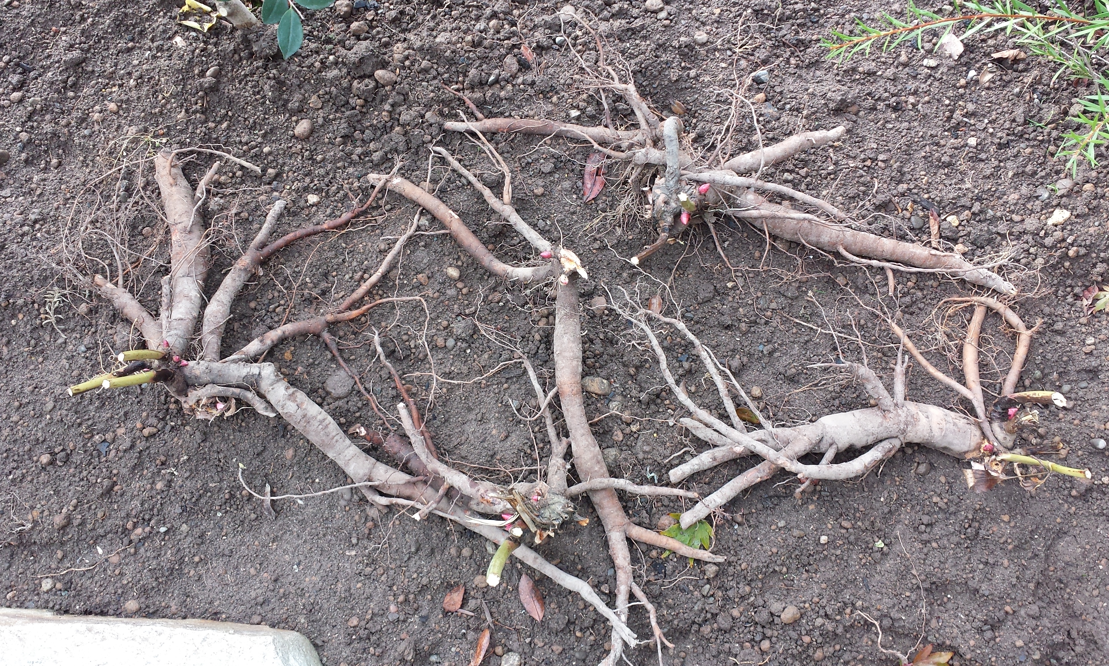 Roots are divided but not yet pruned