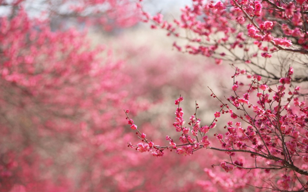 spring-cherry-blossoms